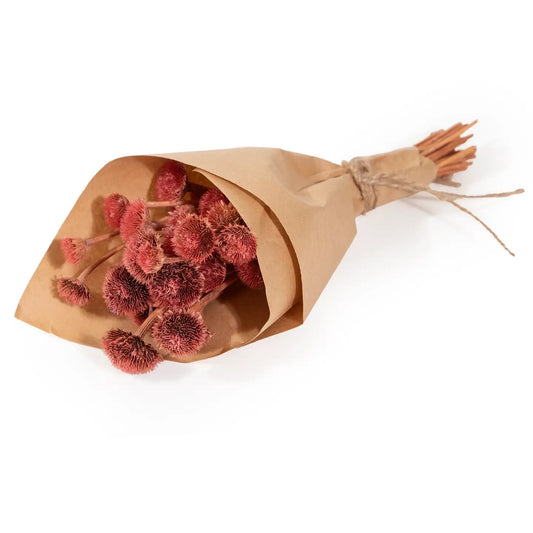 Mini Pink Wild Daisy Bundle