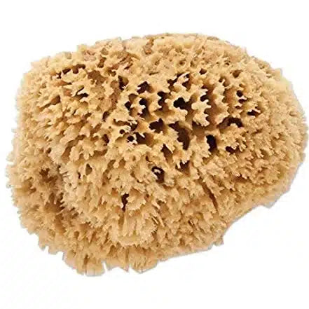 Premium Sea Wool Sponge