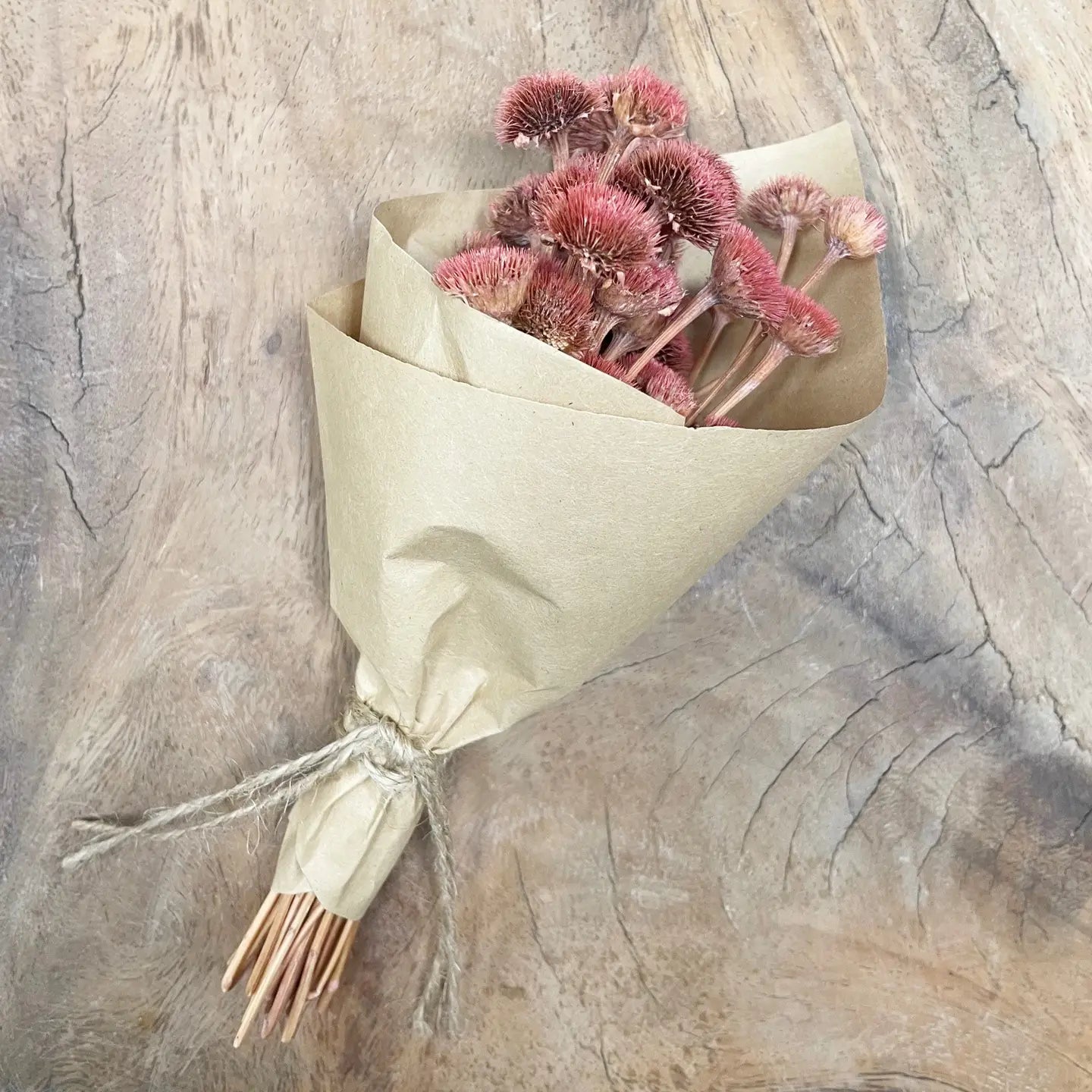 Mini Pink Wild Daisy Bundle